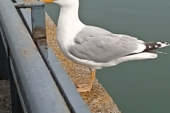 287029306_359924166245372_5646402603909677531_n