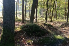 IMG_20210929_092123